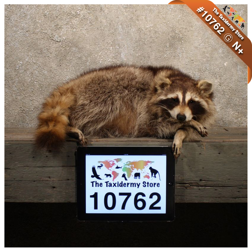 10762-TSQ1-Mantle-Laying-Raccoon-Life-Size-Taxidermy-Mount.jpg