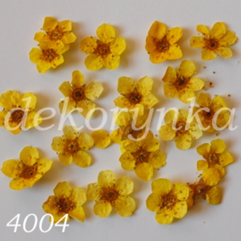 kwiatuszki-suszone-df-4004.jpg