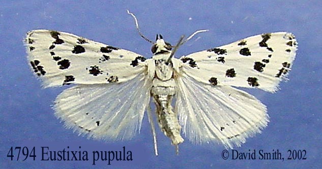 4794-eustixia-pupula.jpg